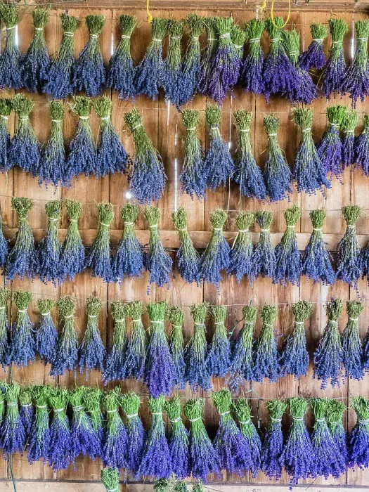 Framed Print : Lavender hanging in a shed to dry after picking at a lavender farm near Sequim, Washington State