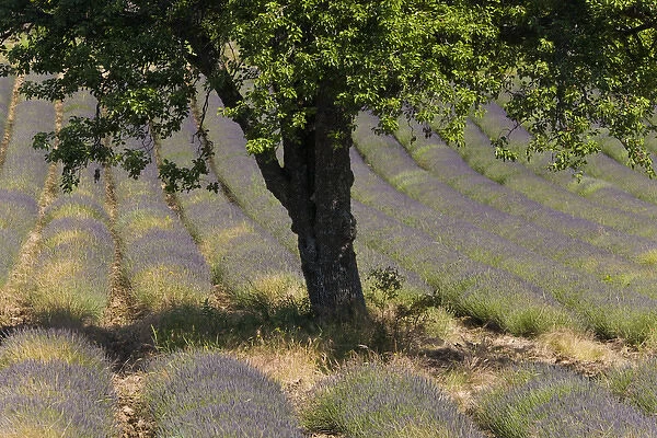 Lavender, near Montbrun-les-Bains, Vaucluse, Provence, France