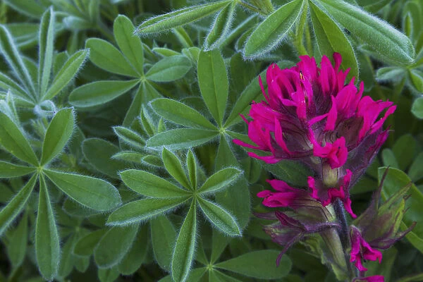 Lavender paintbrush and lupine leaves