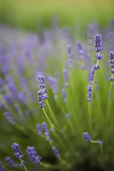 Framed Print : Lavender plants Framed Print : Lavender plants