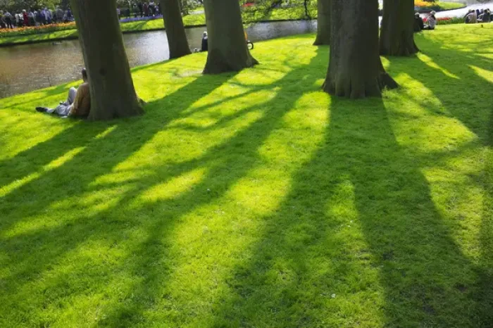 Framed Print : Lawn in Keukenhof Gardens, Amsterdam, Netherlands Framed Print : Lawn in Keukenhof Gardens, Amsterdam, Netherlands