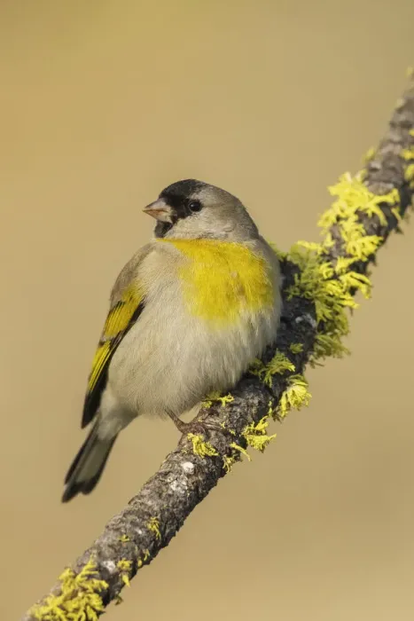 Framed Print : Lawrences goldfinch