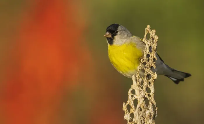 Framed Print : Lawrences goldfinch