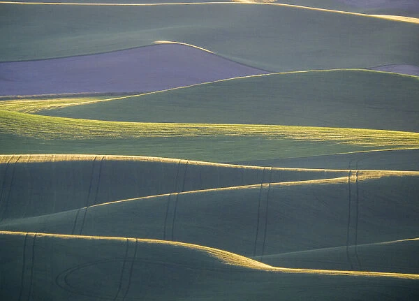 Layers of backlight hills of wheat