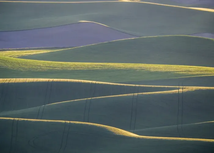 Framed Print : Layers of backlight hills of wheat