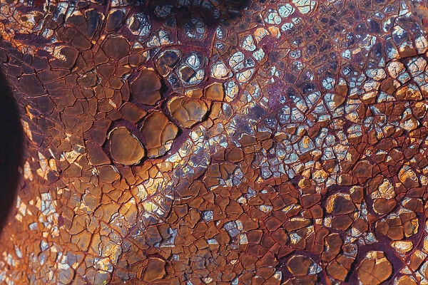 Layers of worn auto paint abstract