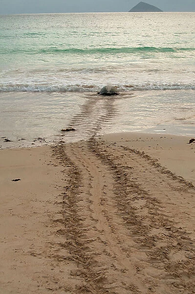 After laying its eggs on a Galapagos beach, this sea turtle returning to the ocean
