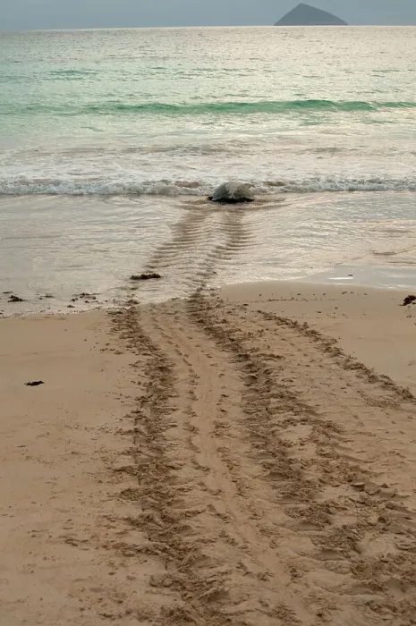 Framed Print : After laying its eggs on a Galapagos beach, this sea turtle returning to the ocean