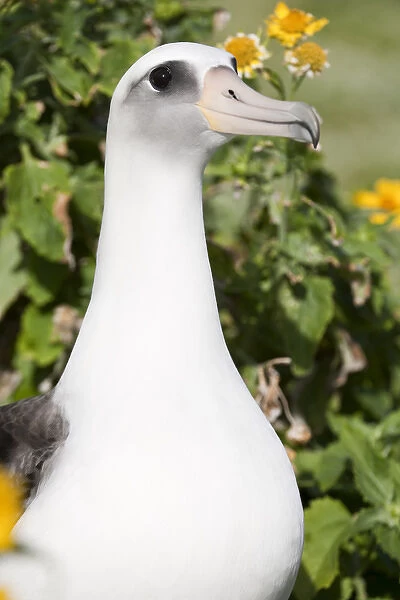 Laysan Albatross (Phoebastria immutabilis) This species is listed as Vulnerable