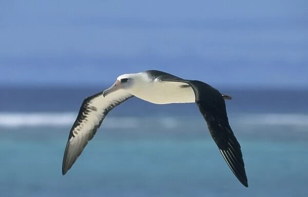 Laysan Albatross (Phoebastria immutabilis) In flight, Midway Atoll, North Pacific