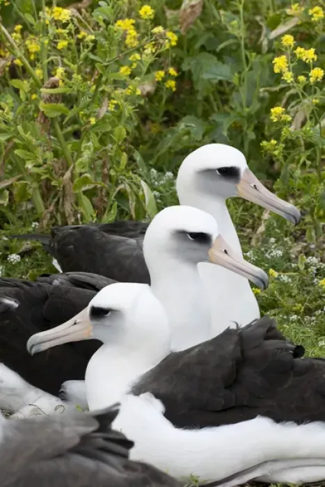 Framed Print : Laysan Albatross (Phoebastria immutabilis) couple This species is listed as Vulnerable