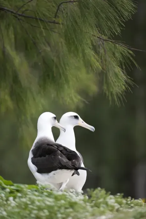 Framed Print : Laysan Albatross (Phoebastria immutabilis) couple This species is listed as Vulnerable Framed Print : Laysan Albatross (Phoebastria immutabilis) couple This species is listed as Vulnerable
