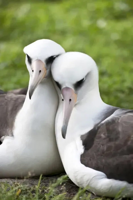 Framed Print : Laysan Albatross (Phoebastria immutabilis) courting This species is listed as Vulnerable Framed Print : Laysan Albatross (Phoebastria immutabilis) courting This species is listed as Vulnerable