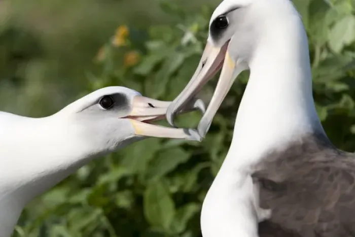 Framed Print : Laysan Albatross (Phoebastria immutabilis) courting This species is listed as Vulnerable