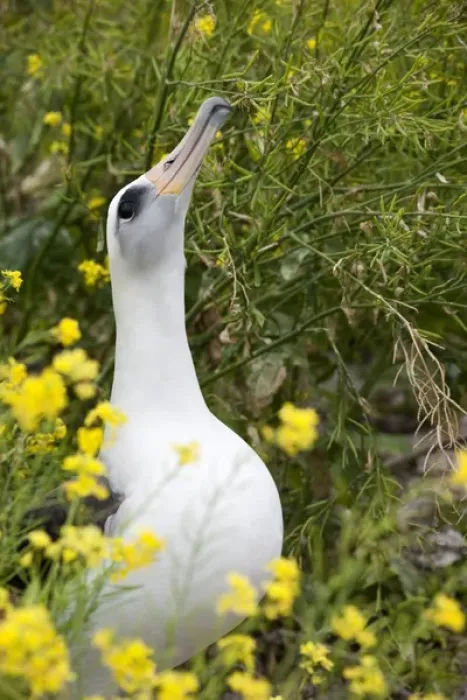 Framed Print : Laysan Albatross (Phoebastria immutabilis) courting This species is listed as Vulnerable