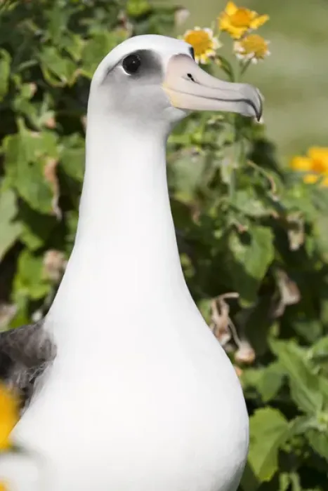 Framed Print : Laysan Albatross (Phoebastria immutabilis) This species is listed as Vulnerable Framed Print : Laysan Albatross (Phoebastria immutabilis) This species is listed as Vulnerable