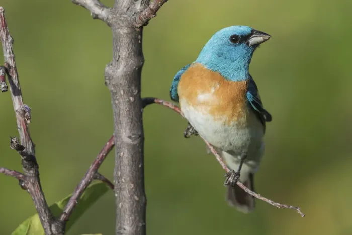 Framed Print : Lazuli bunting Framed Print : Lazuli bunting