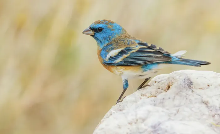 Framed Print : Lazuli bunting male with molting plumage, USA, Arizona Framed Print : Lazuli bunting male with molting plumage, USA, Arizona