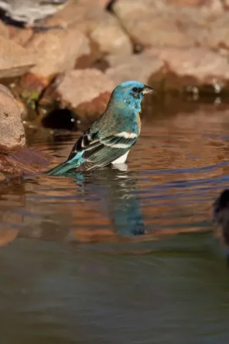 Framed Print : Lazuli Bunting (Passerina amoena) bathing in water, Arizona, USA