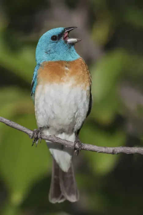 Framed Print : Lazuli bunting singing