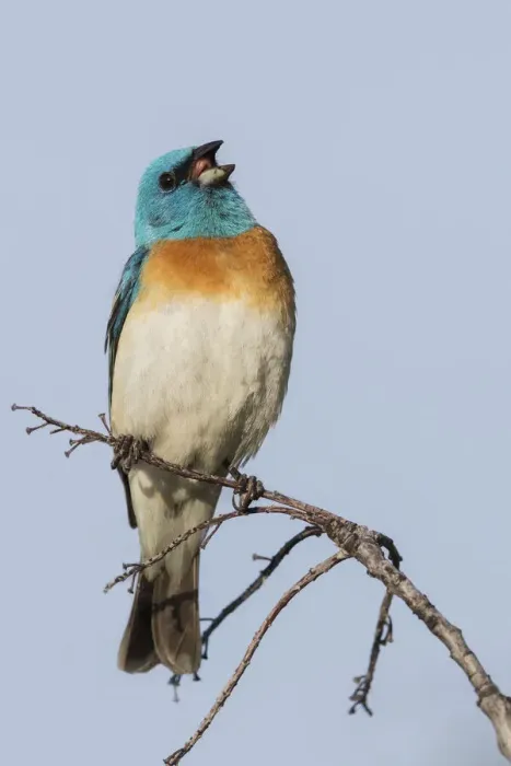Framed Print : Lazuli bunting singing Framed Print : Lazuli bunting singing