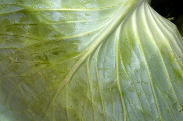 The leaf of a cabbage