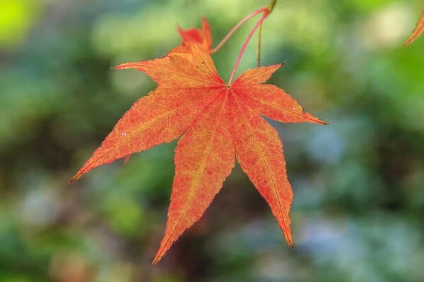 Leaf. Fall colors Seattle Arboretum. Washington