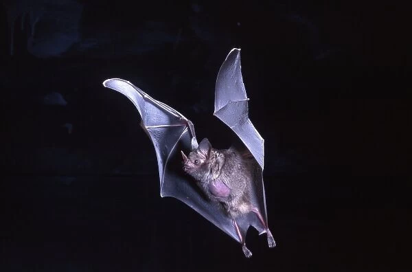 Leaf-nosed Fruit Bat, Carollia perspicillata, Native to South America, Captive