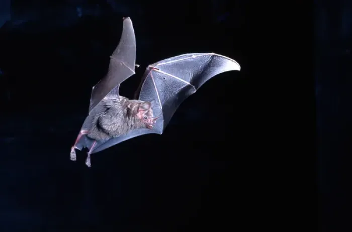 Framed Print : Leaf-nosed Fruit Bat in Flight Carollia perspicillata Native to South America Framed Print : Leaf-nosed Fruit Bat in Flight Carollia perspicillata Native to South America