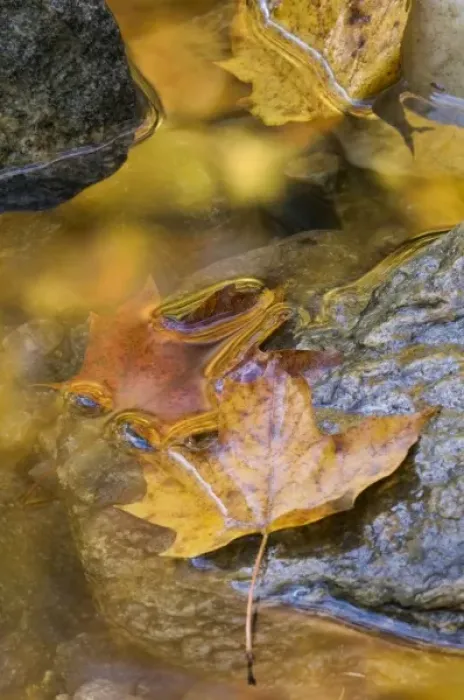 Framed Print : Leaf and reflections in a autumn stream, VT