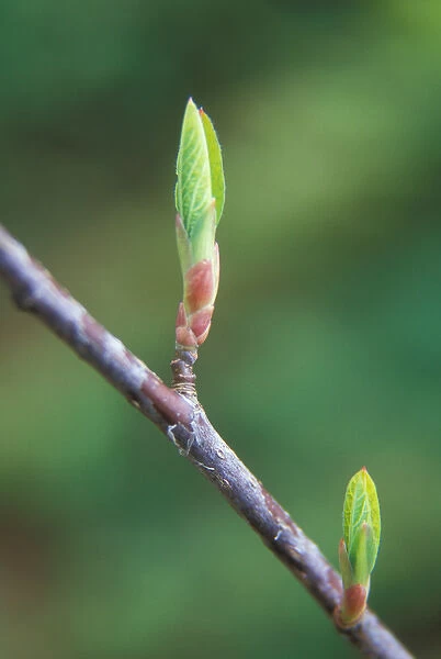 Leaf detail as springtime comes in the Columbia River Gorge National Scenic Area, OR, USA