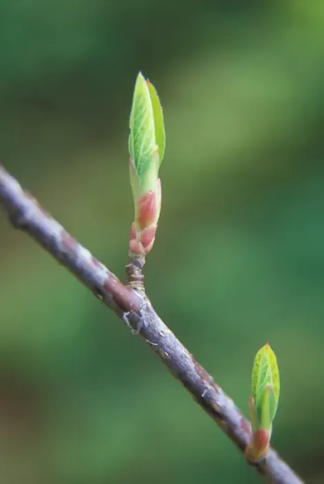 Framed Print : Leaf detail as springtime comes in the Columbia River Gorge National Scenic Area, OR, USA