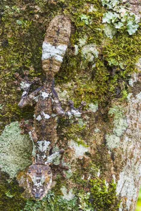 Framed Print : Leaf-tailed Gecko, Toamasina Province, Madagascar Framed Print : Leaf-tailed Gecko, Toamasina Province, Madagascar