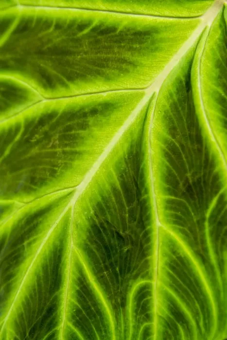 Framed Print : Leaf veins Puerto Vallarta Botanical Garden, Puerto Vallarta, Jalisco, Mexico Framed Print : Leaf veins Puerto Vallarta Botanical Garden, Puerto Vallarta, Jalisco, Mexico