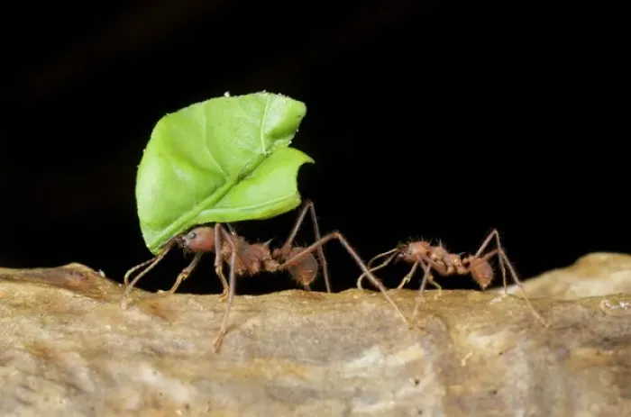 Framed Print : Leafcutter ants (Acromyrmex sp), Costa Rica