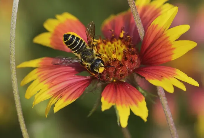 Framed Print : Leafcutter bee, solitary bees (Megachile sp. ), adult feeding on Indian Blanket, Fire Wheel Framed Print : Leafcutter bee, solitary bees (Megachile sp. ), adult feeding on Indian Blanket, Fire Wheel