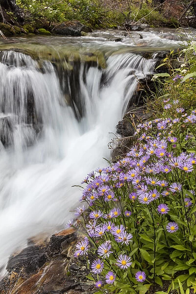 Leafy aster along Baring Creek in Glacier National Park, Montana, USA