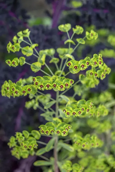 Framed Print : Leafy Spurge