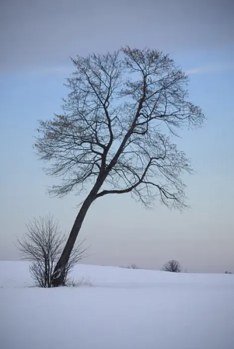 Framed Print : Leaning Tree in Snowy Field; Chippewa County; Near Sault Ste. Marie, MICHIGAN Framed Print : Leaning Tree in Snowy Field; Chippewa County; Near Sault Ste. Marie, MICHIGAN