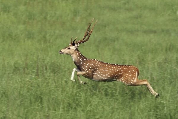 Leaping Chital Stag, Corbett National Park, India