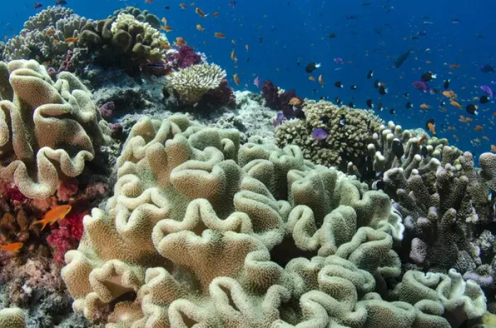 Framed Print : Leather Coral (Alcyonacea), Fiji. South Pacific Coral reef diversity