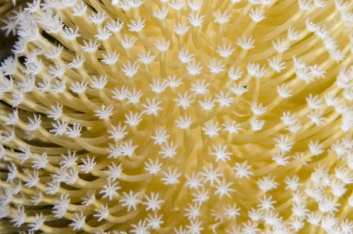 Framed Print : Leather Coral (Alcyonacea), Fiji. South Pacific, Coral reef diversity Framed Print : Leather Coral (Alcyonacea), Fiji. South Pacific, Coral reef diversity