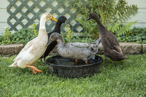 Leavenworth, Washington State, USA. Four types of Indian Runner ducks: White and Fawn