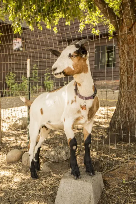 Framed Print : Leavenworth, Washington State, USA. Portrait of an Alpine dairy goat. (PR)