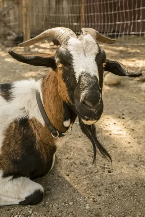 Framed Print : Leavenworth, Washington State, USA. Portrait of an Alpine dairy goat. (PR)
