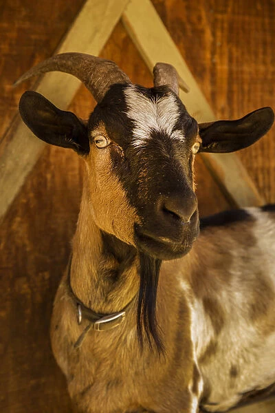 Leavenworth, Washington State, USA. Portrait of an Alpine dairy goat. (PR)