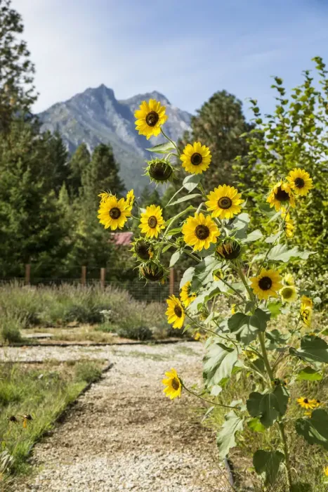 Framed Print : Leavenworth, Washington State, USA. Helianthus Chrysanthemum flowered series sunflowers growing along a path Framed Print : Leavenworth, Washington State, USA. Helianthus Chrysanthemum flowered series sunflowers growing along a path