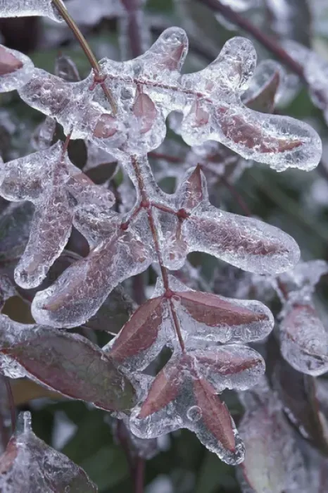 Framed Print : Leaves encased in ice Framed Print : Leaves encased in ice