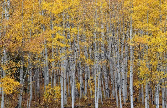 Framed Print : Leaves and tree trunks create an aspen wall of texture, Colorado, USA Framed Print : Leaves and tree trunks create an aspen wall of texture, Colorado, USA
