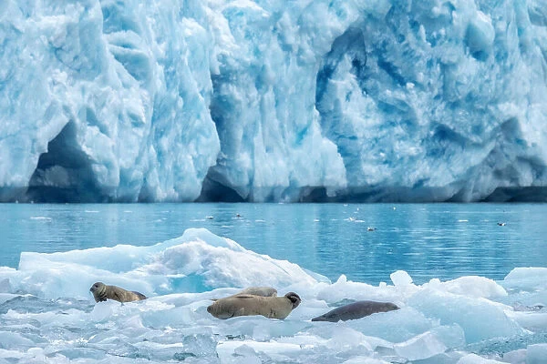 LeConte Glacier, Harbor Seal, LeConte Bay, Alaska, USA
